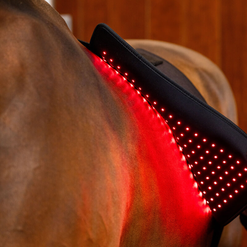 Horseware LED Therapie